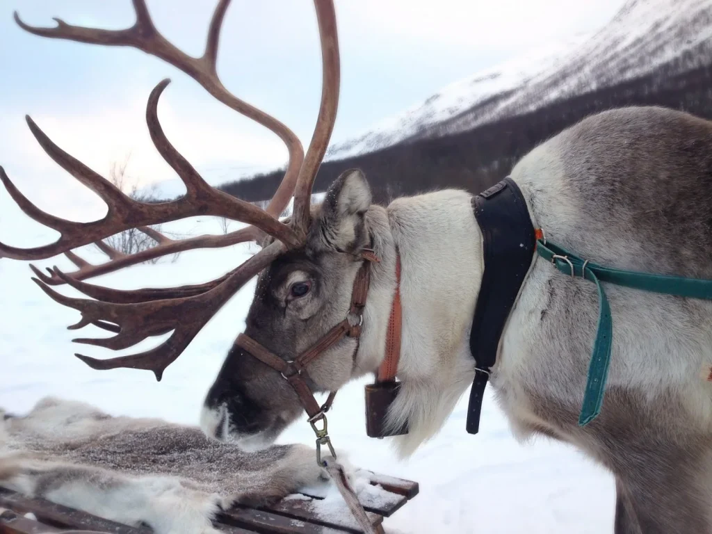Svezia - The wild ice: Stoccolma, Kiruna e Abisko