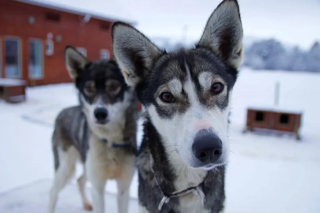 Norvegia - In auto da Tromsø a Capo Nord