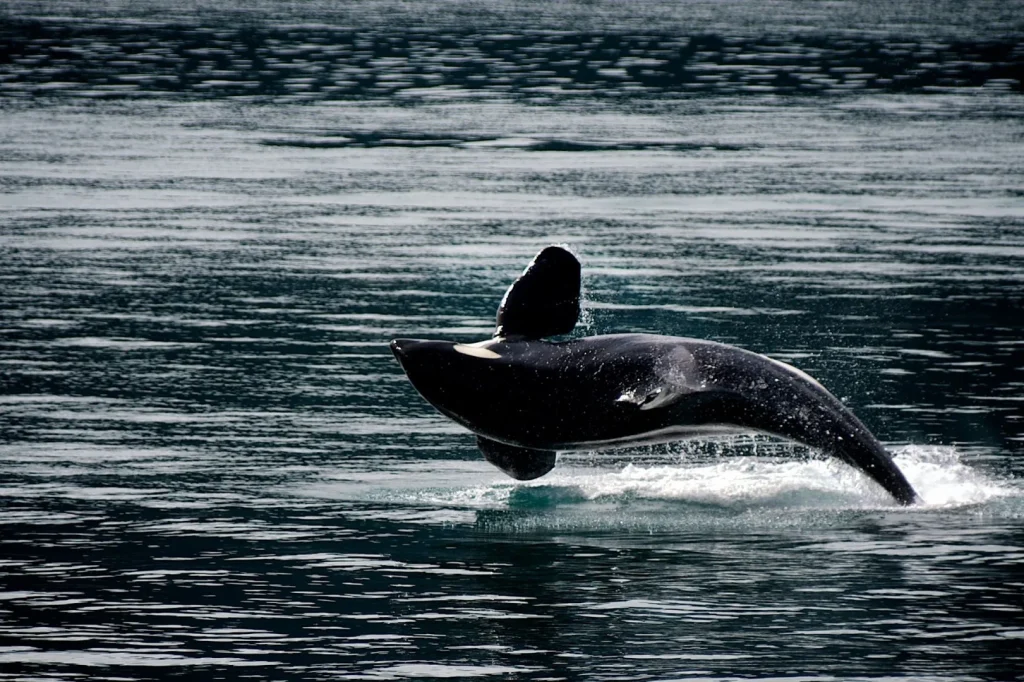 Canada - Inside Passage & Rocky Mountains