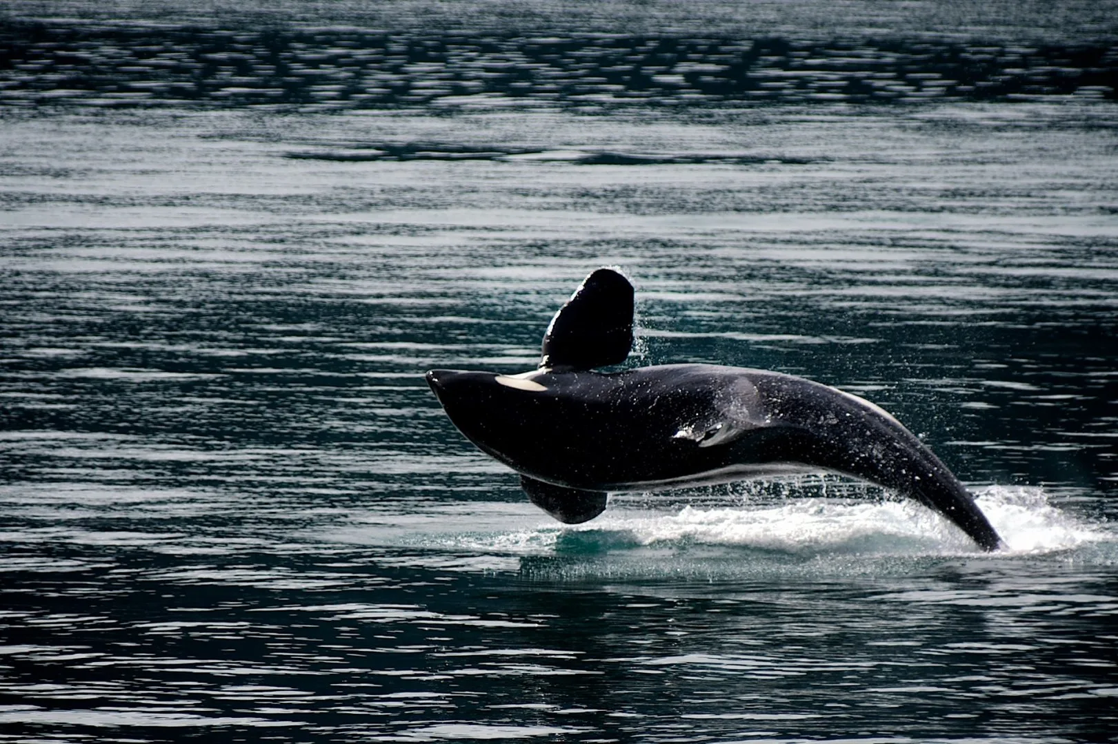 Canada - Inside Passage & Rocky Mountains