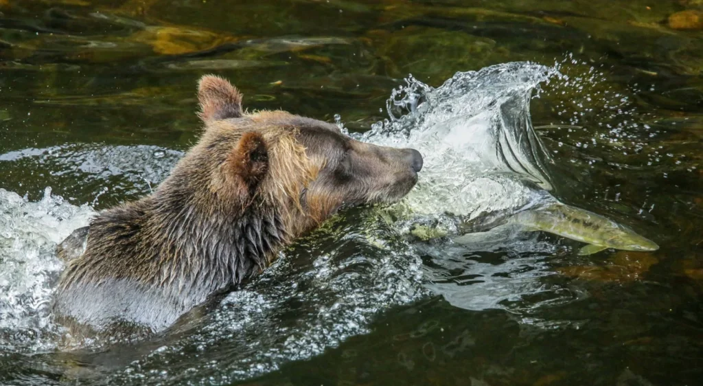 Canada – Nel regno dei grizzly al Knight Inlet Lodge