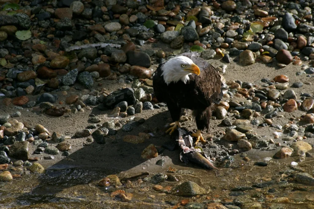 Canada – Nel regno dei grizzly al Knight Inlet Lodge