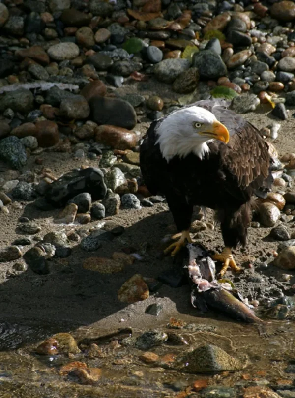Canada – Nel regno dei grizzly al Knight Inlet Lodge