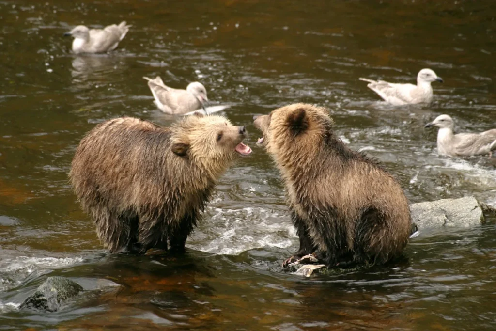 Canada – Nel regno dei grizzly al Knight Inlet Lodge