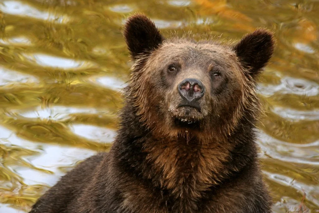 Canada – Nel regno dei grizzly al Knight Inlet Lodge