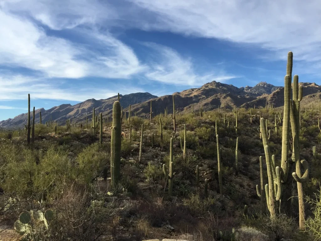 USA - Arizona, deserti & praterie