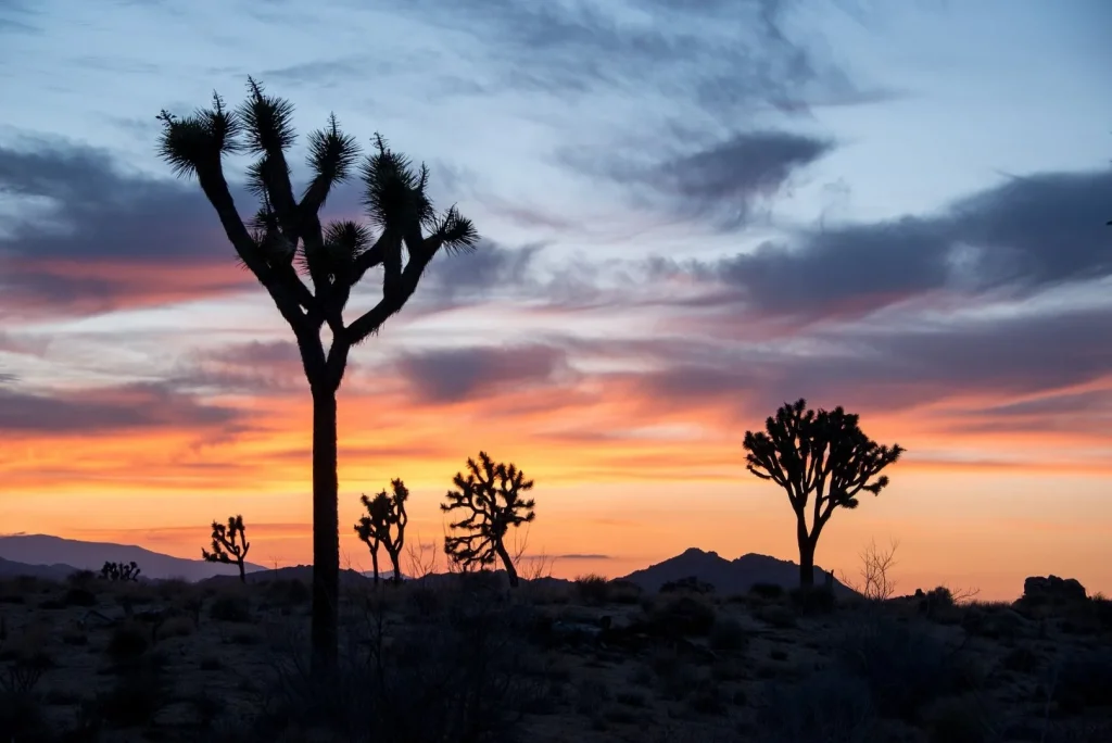 USA - Arizona, deserti & praterie