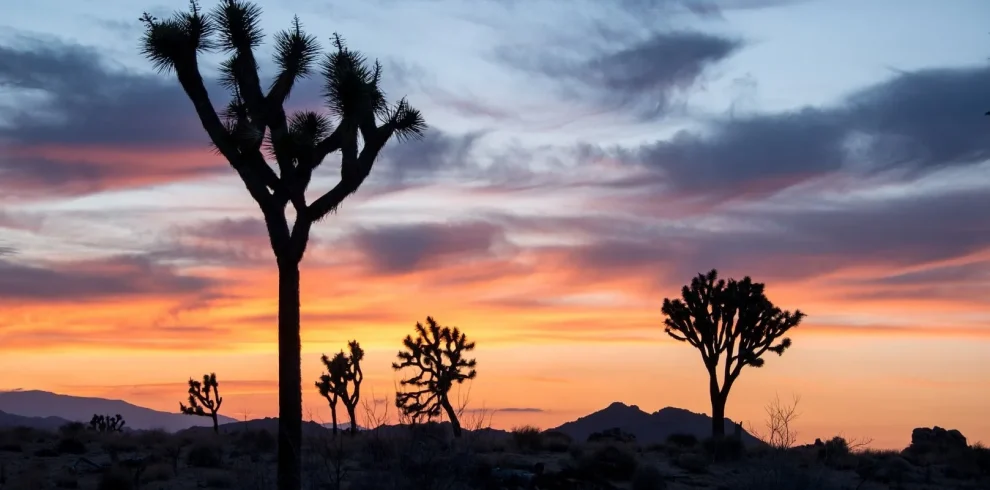 USA - Arizona, deserti & praterie