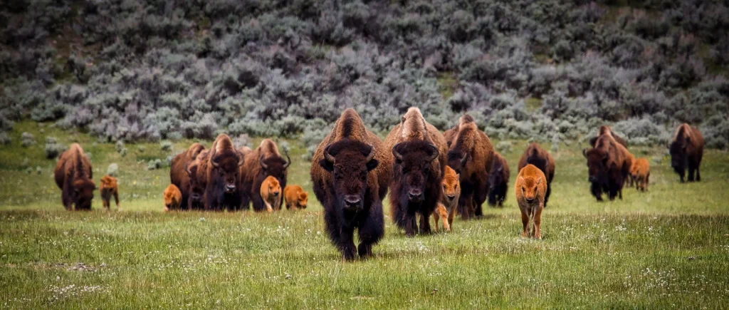 USA - Montana e Wyoming in libertà