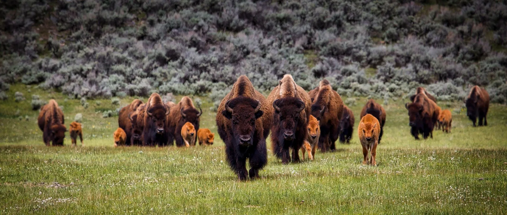 USA - Montana e Wyoming in libertà