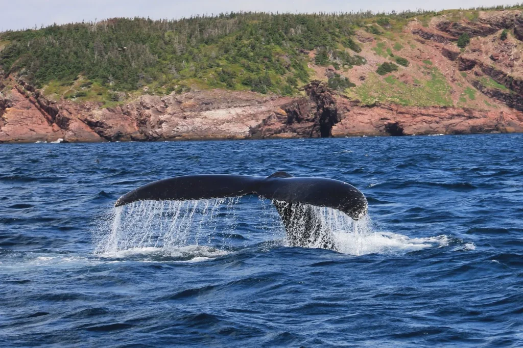 Canada - Terranova, tutto un altro mondo