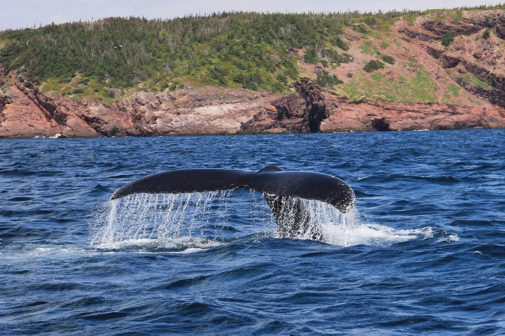 Canada - Terranova, tutto un altro mondo