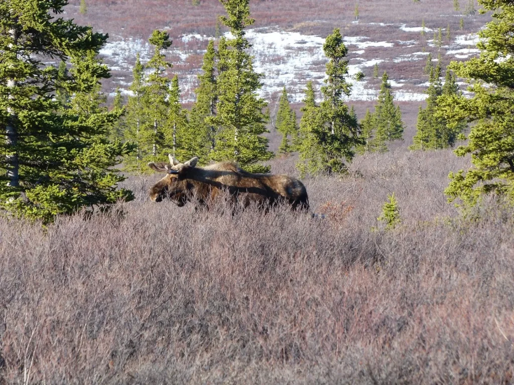 Alaska - I parchi nazionali dell'Alaska