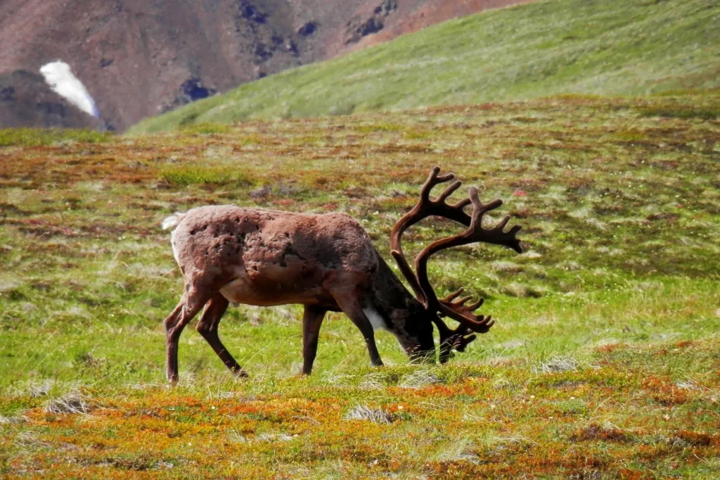 Alaska - Alaska Grand Tour