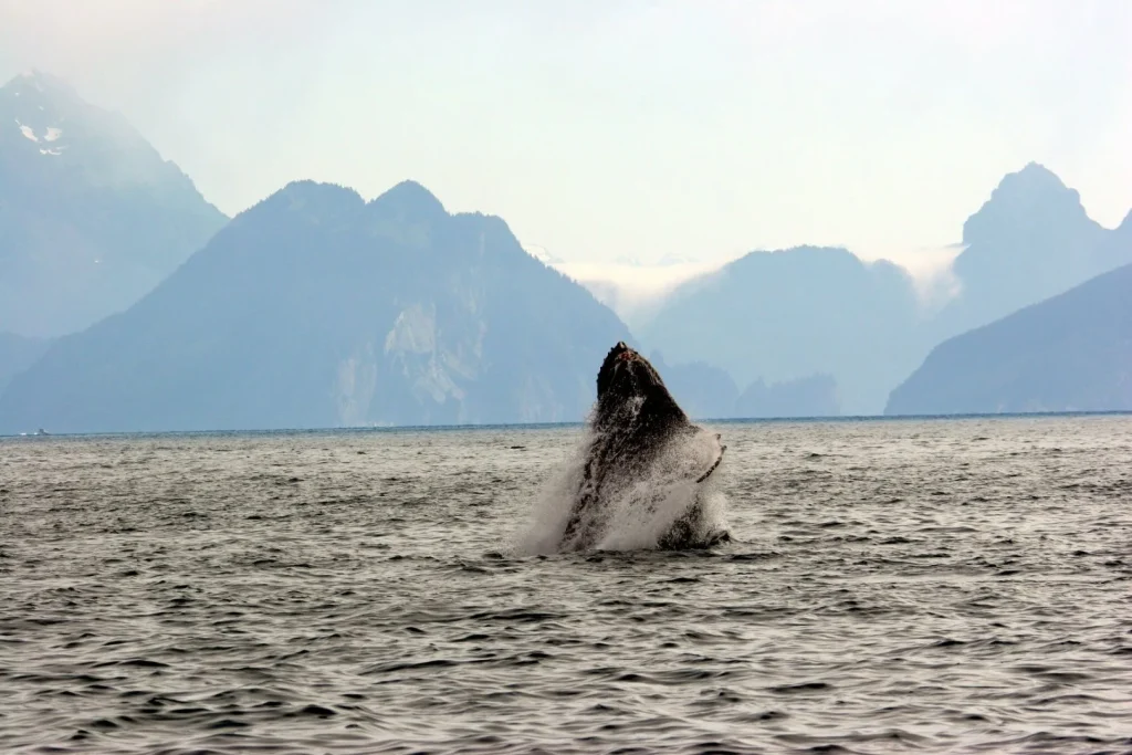 Alaska - Dalla costa al selvaggio Denali