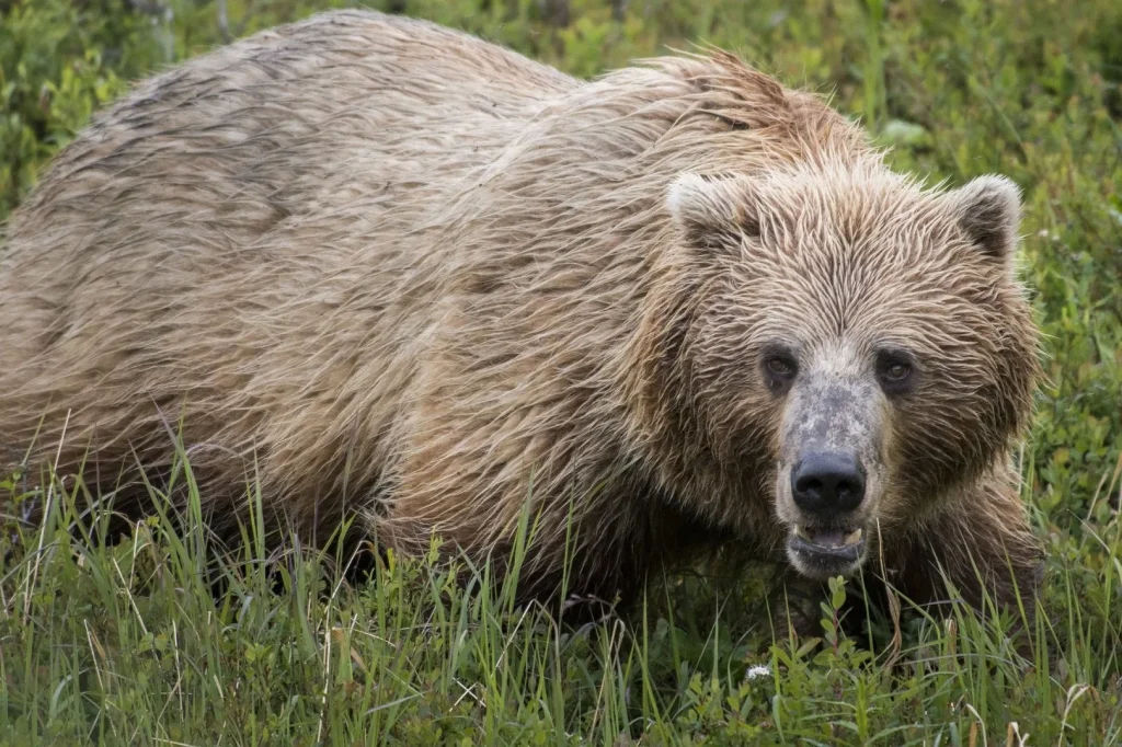 Alaska - Dalla costa al selvaggio Denali