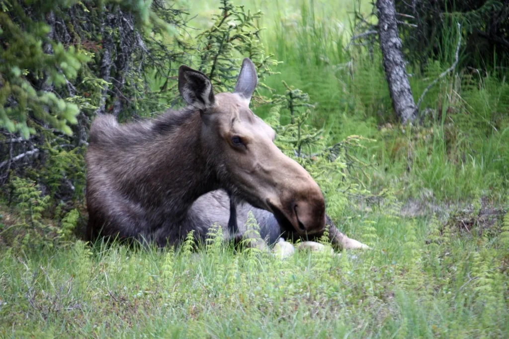 Alaska - Great Alaska Self Drive Tour