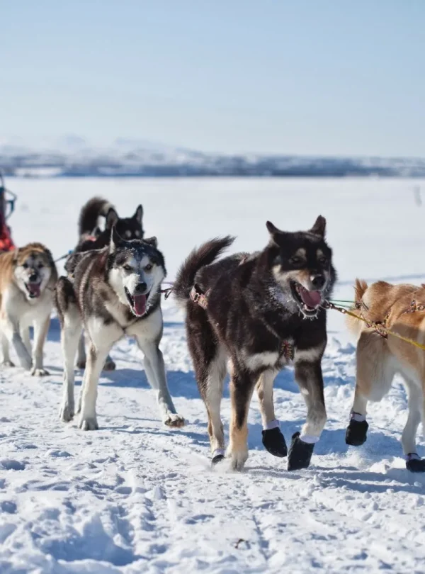 Alaska - Great Alaska Self Drive Tour