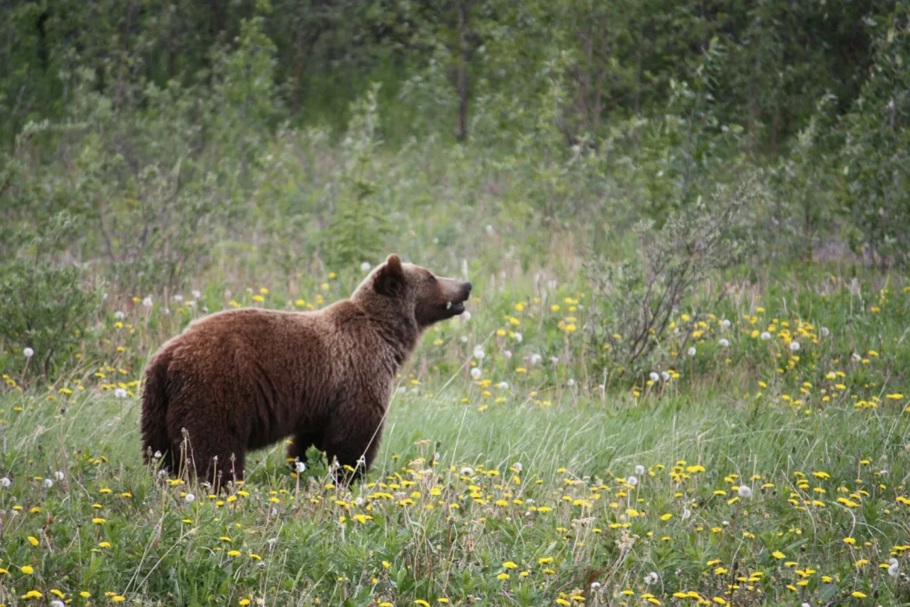 Alaska - Great Alaska Self Drive Tour