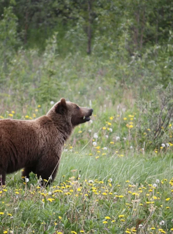 Alaska - Great Alaska Self Drive Tour