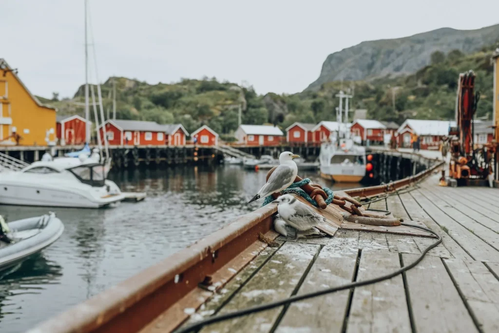 Norvegia - Lofoten, Tromso, Vesteralen, Finnmark
