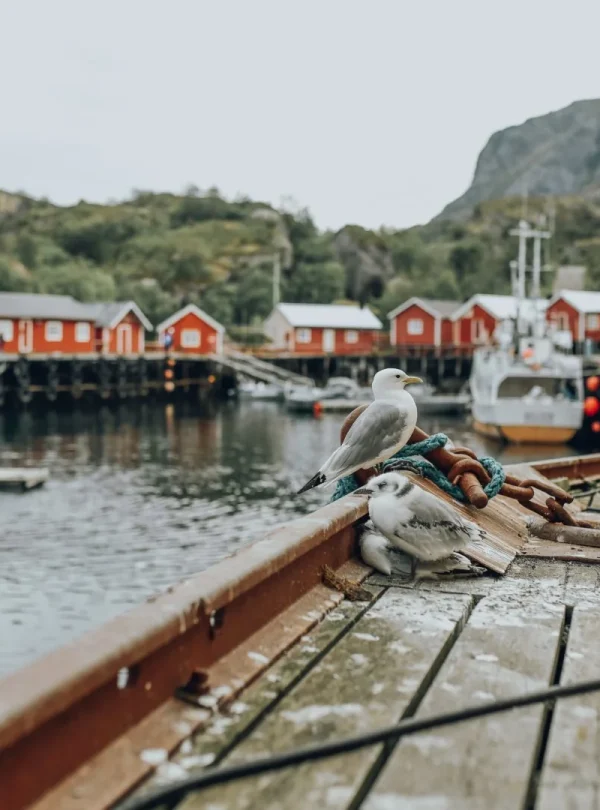 Norvegia - Lofoten, Tromso, Vesteralen, Finnmark
