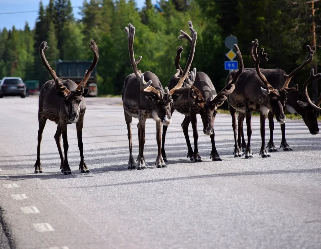 Scandinavia - Destinazione Nord: Finlandia, Svezia, Norvegia