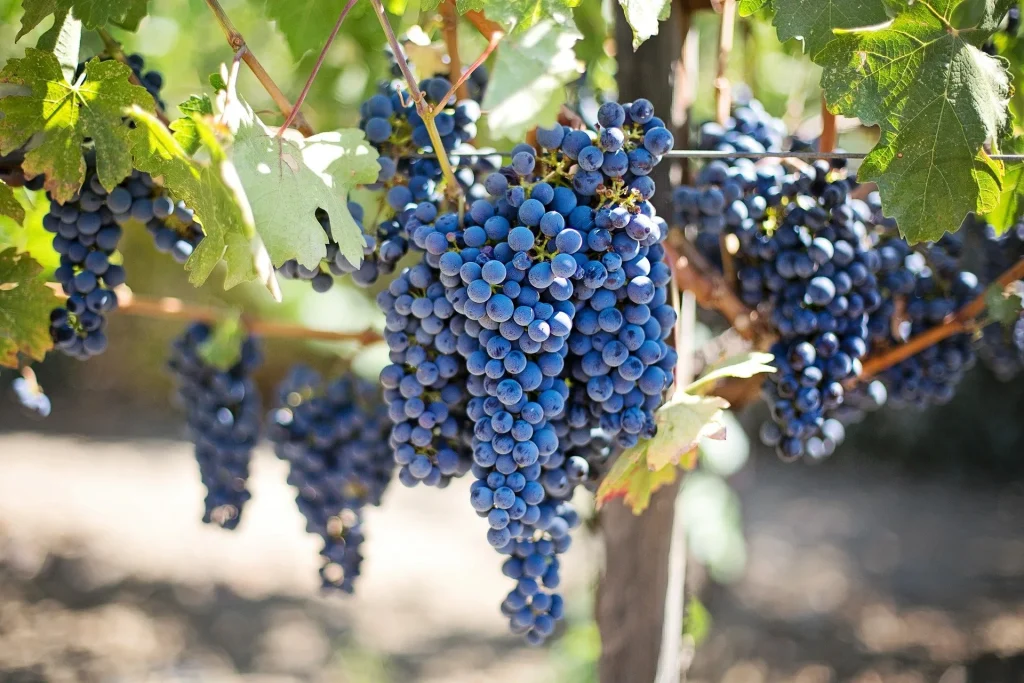 USA – La California e i vigneti