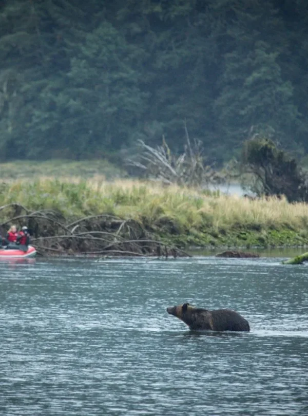 Spirit Bear Lodge