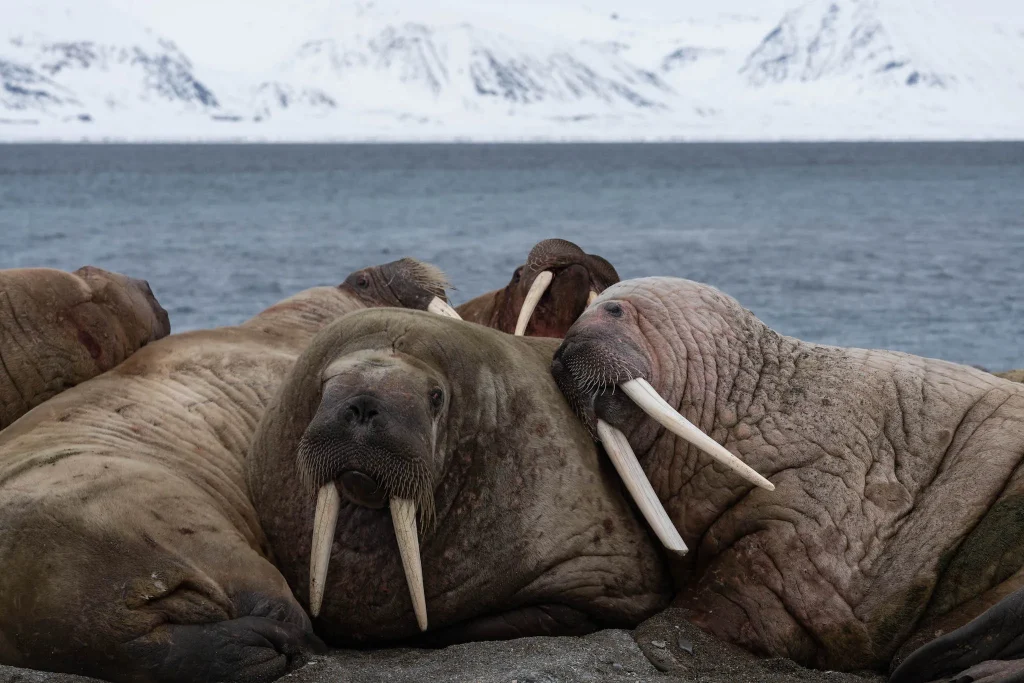 Isole Svalbard – Sci alpinismo e vela vicino al Polo Nord!