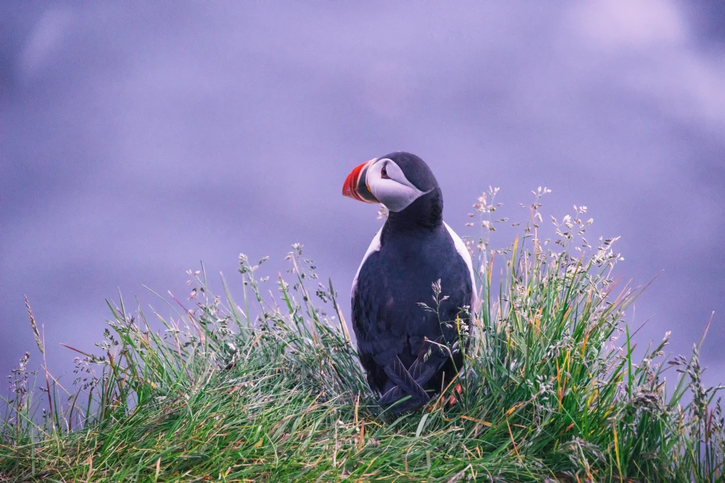Islanda – Iceland Luxury Escape: luna di miele in Islanda