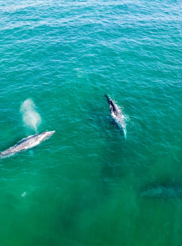 Baja California – Meraviglie del Mar di Cortes