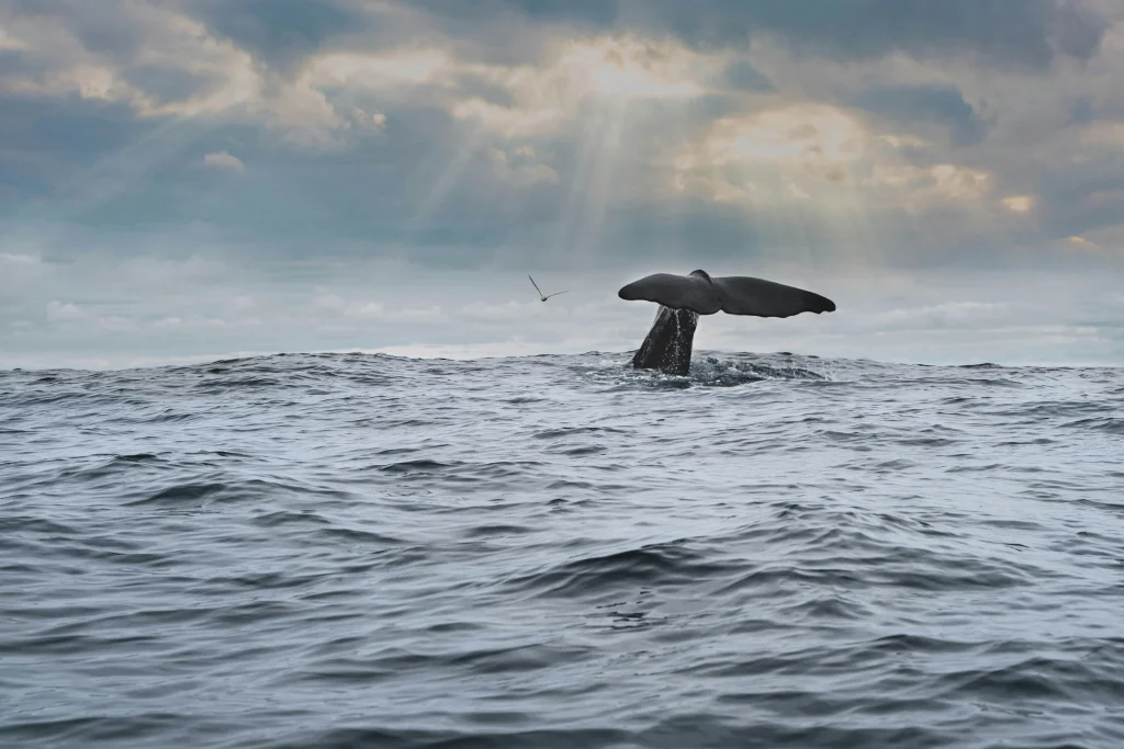 Norvegia – Safari artico: Lofoten e Vesterålen