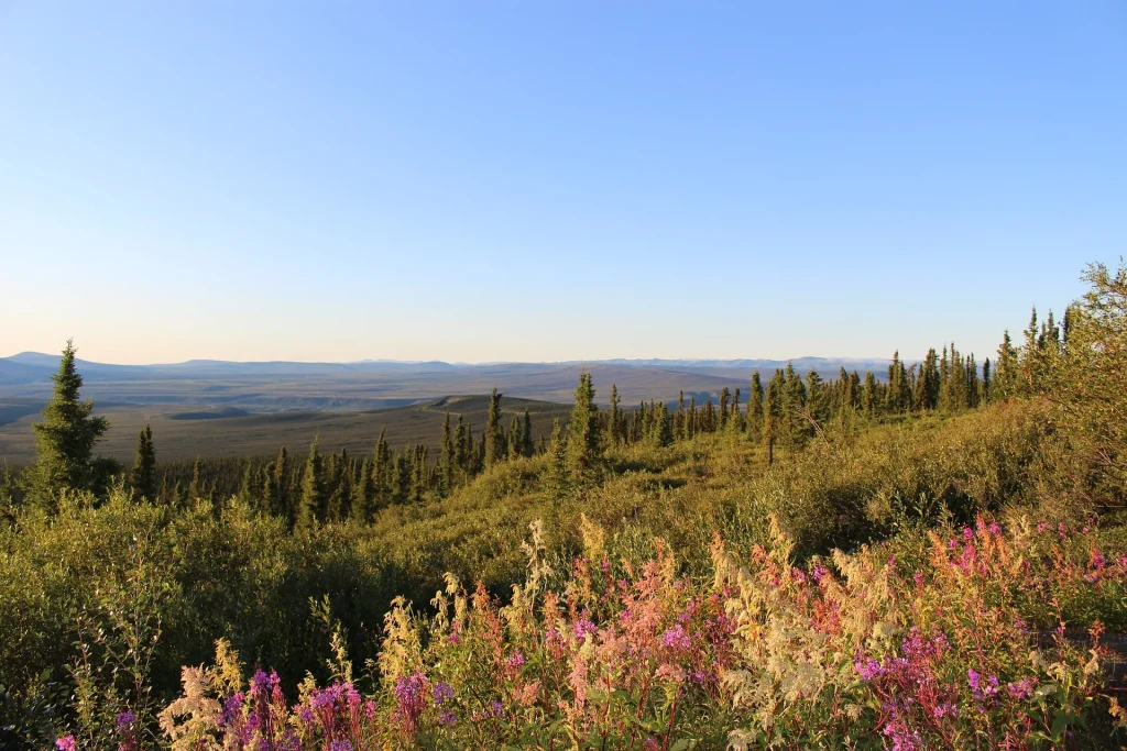Canada – Yukon, sulle orme dei cercatori d’oro