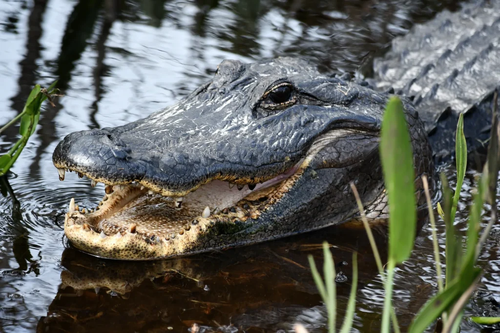 USA - Sotto il sole della Florida
