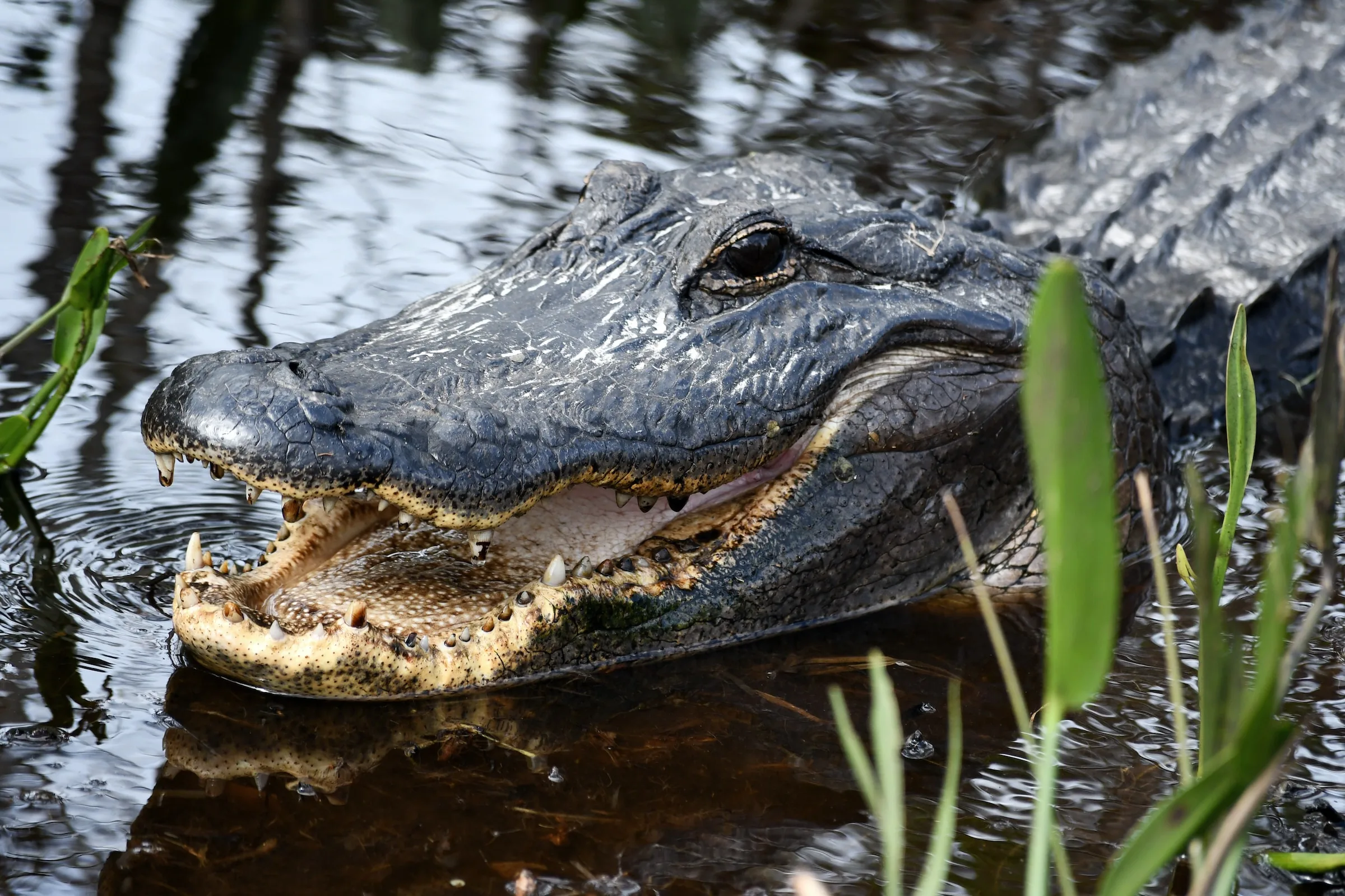 USA - Sotto il sole della Florida
