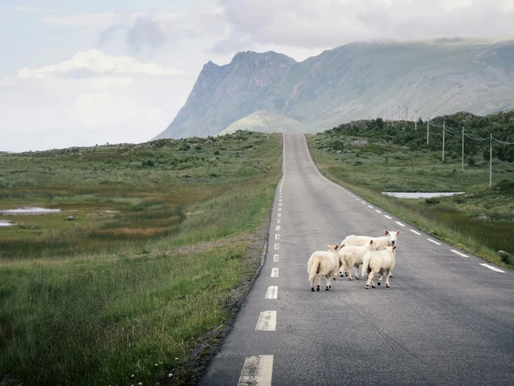 Norvegia – Safari artico: Lofoten e Vesterålen