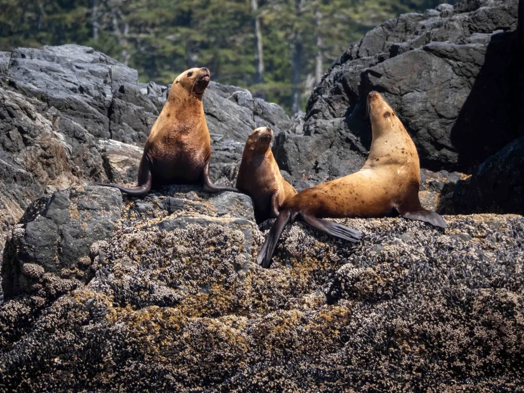 Canada - Dalle Montagne Rocciose al Pacifico