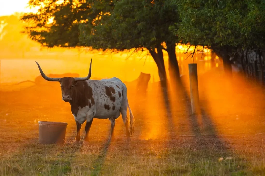 USA – Texas: ranch, rodei e barbecue
