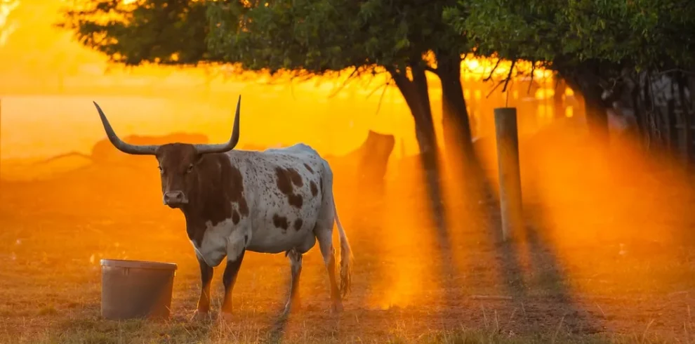 USA – Texas: ranch, rodei e barbecue