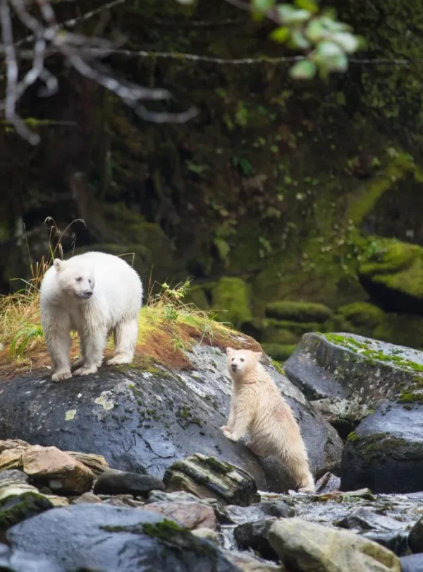 Spirit Bear Lodge