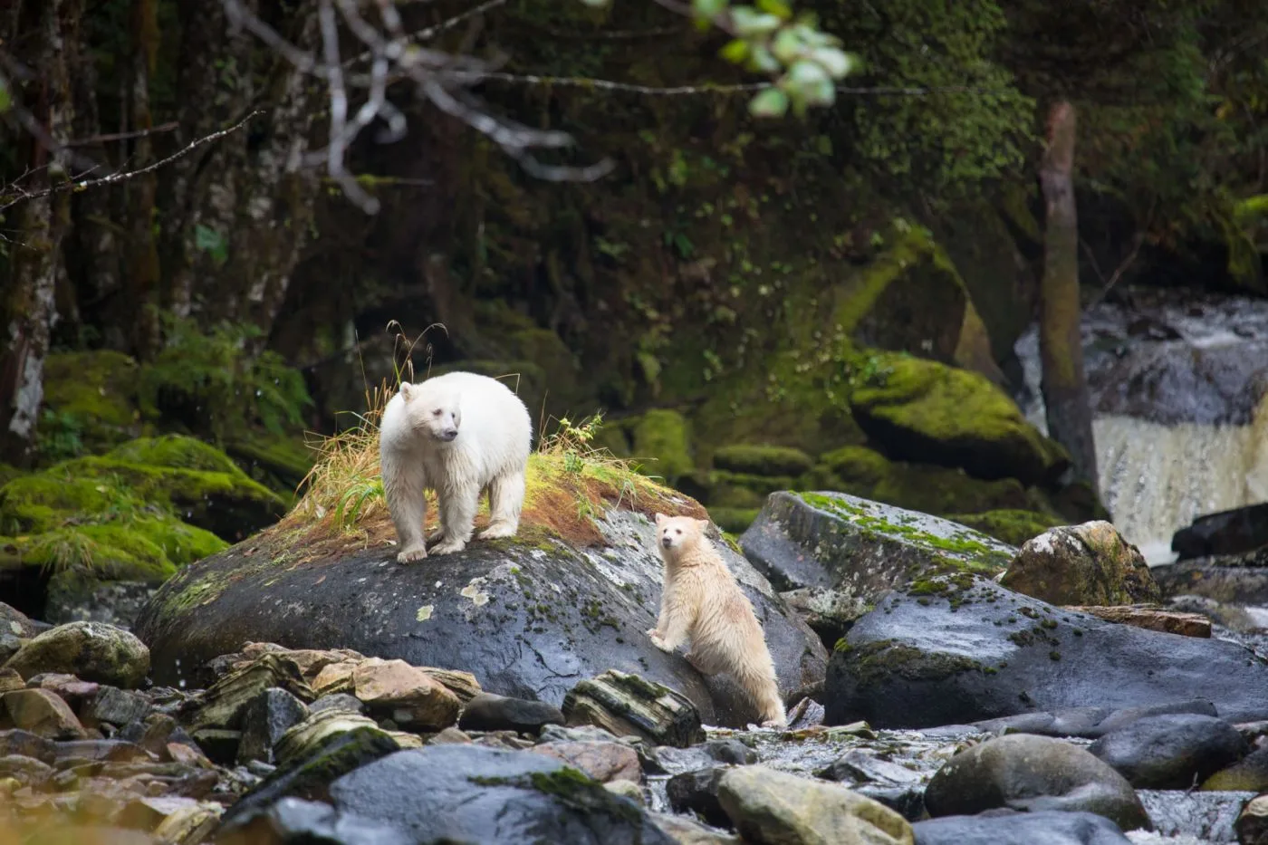 Spirit Bear Lodge
