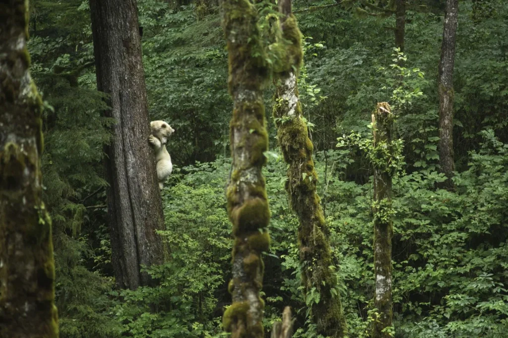 Spirit Bear Lodge