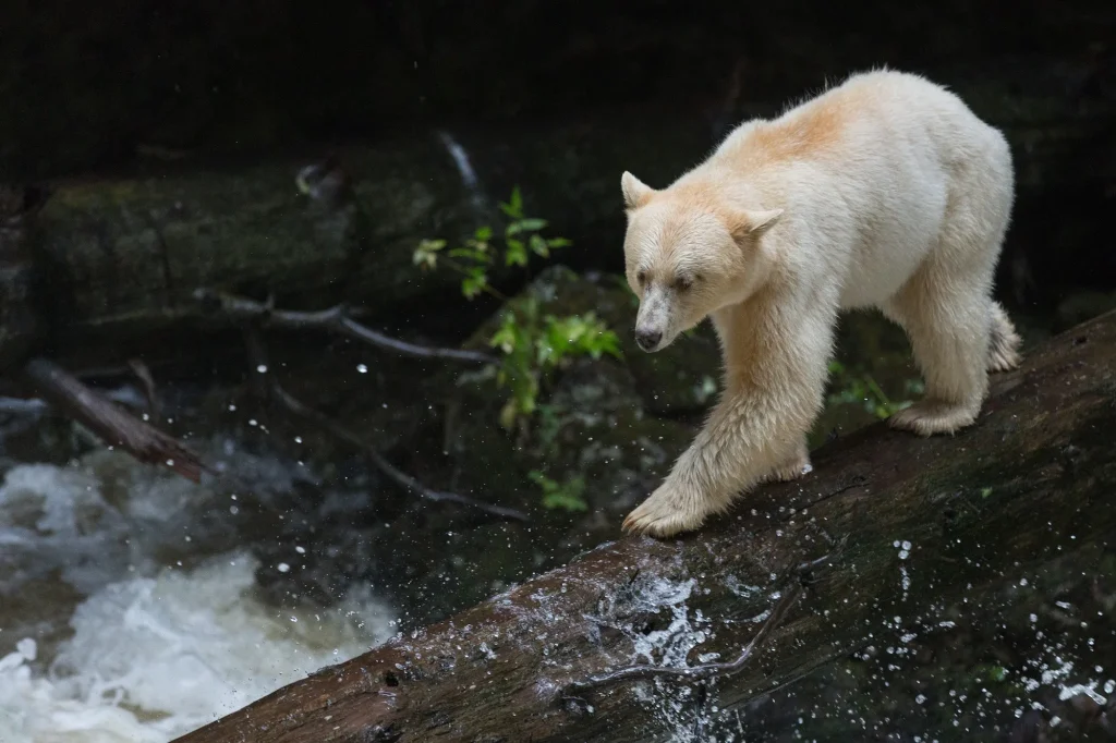 Spirit Bear Lodge