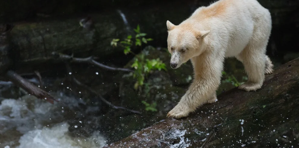 Spirit Bear Lodge