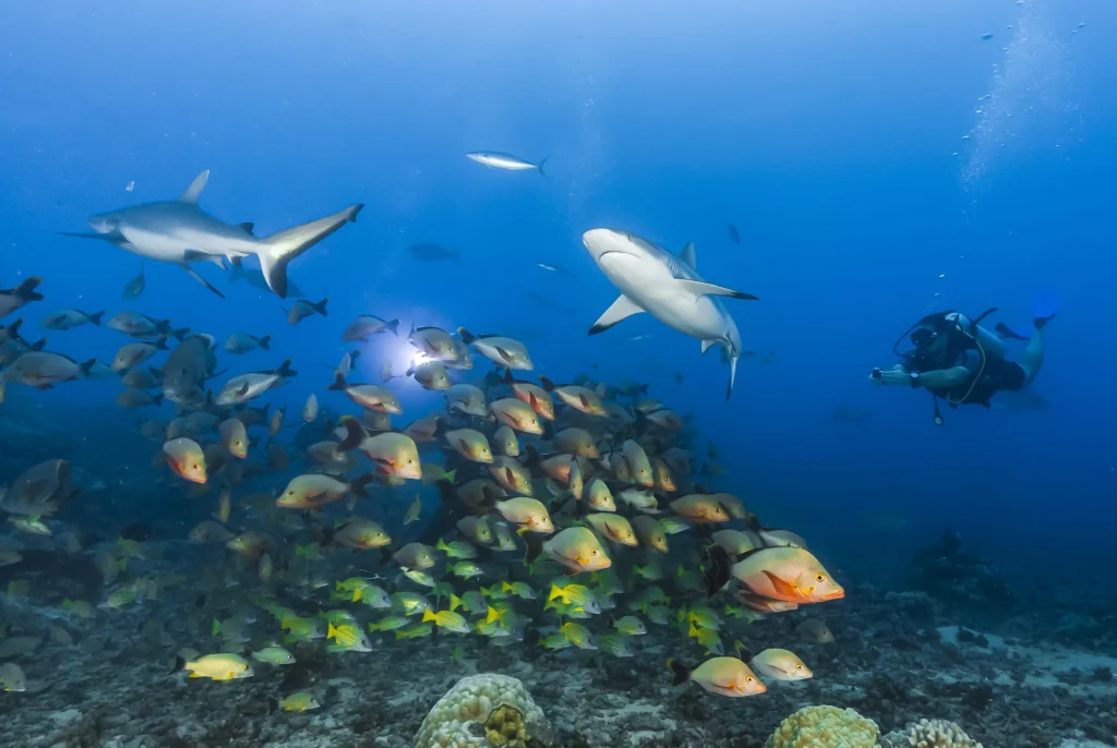 USA – California in self drive e diving in Polinesia