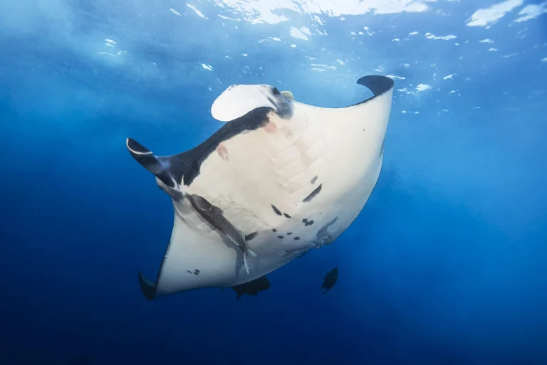 USA – California in self drive e diving in Polinesia