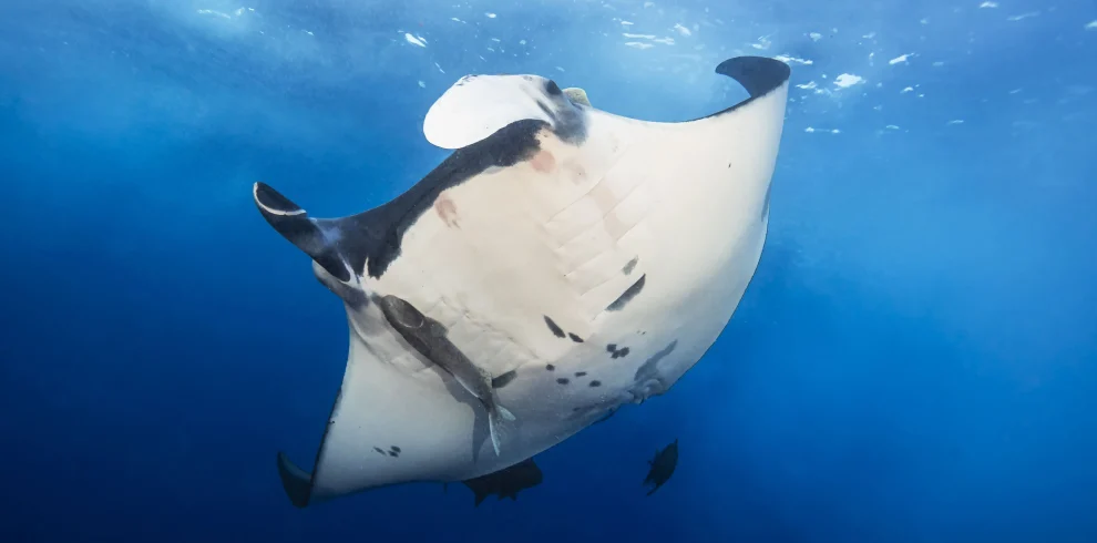 USA – California in self drive e diving in Polinesia