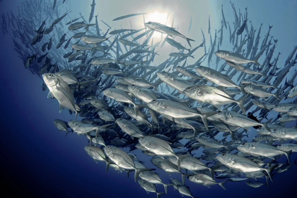 USA – California in self drive e diving in Polinesia