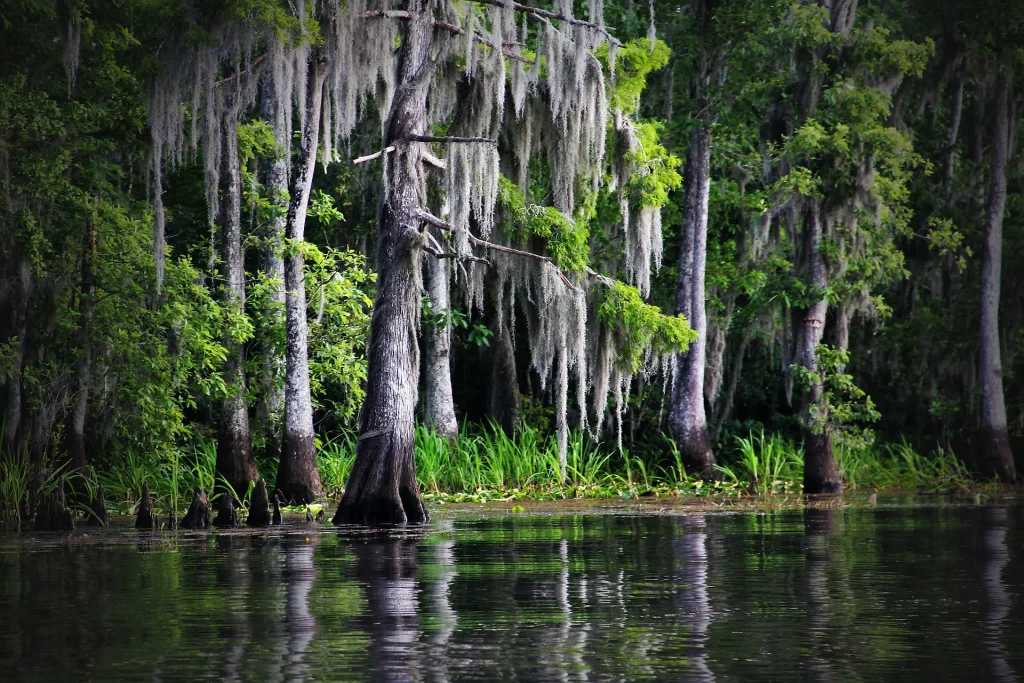 USA – Jazz bar e bayou